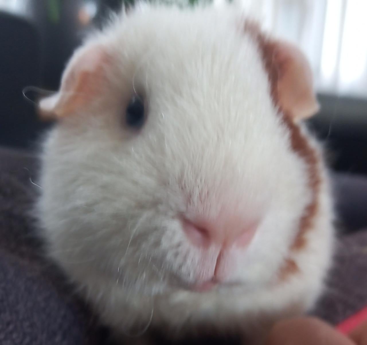 Knappe Bono en Zuko zoeken een nieuw huisje