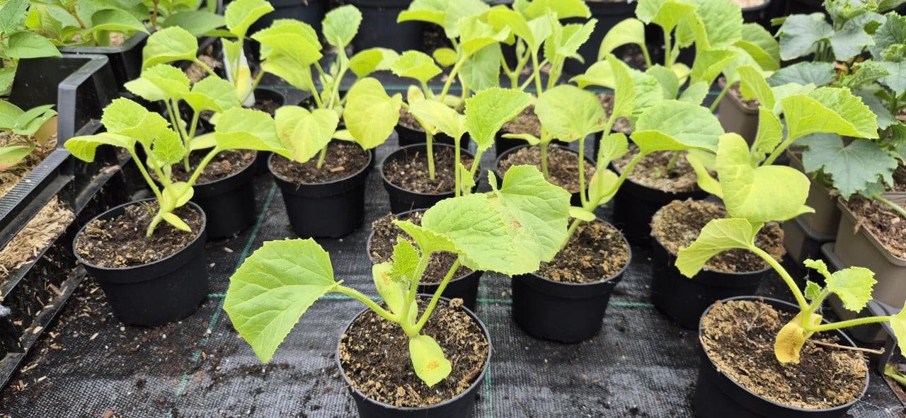 Plantgoed groente, bloemen en fruit.