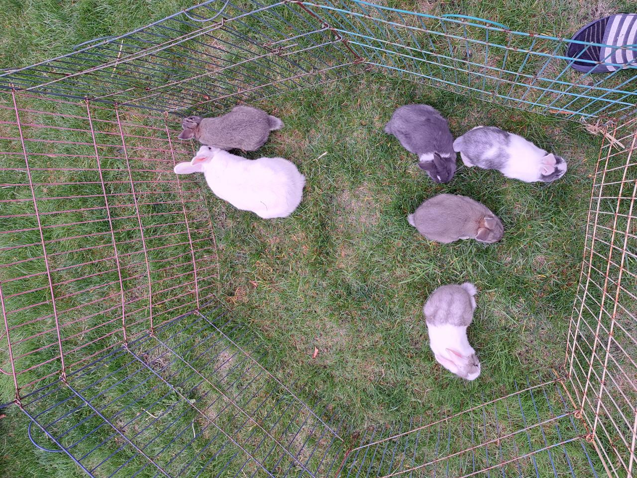 Konijntjes te koop!