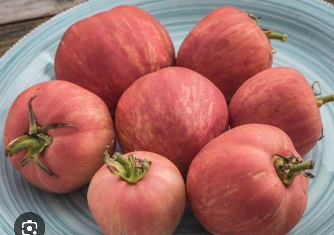 Tomatenplanten te koop