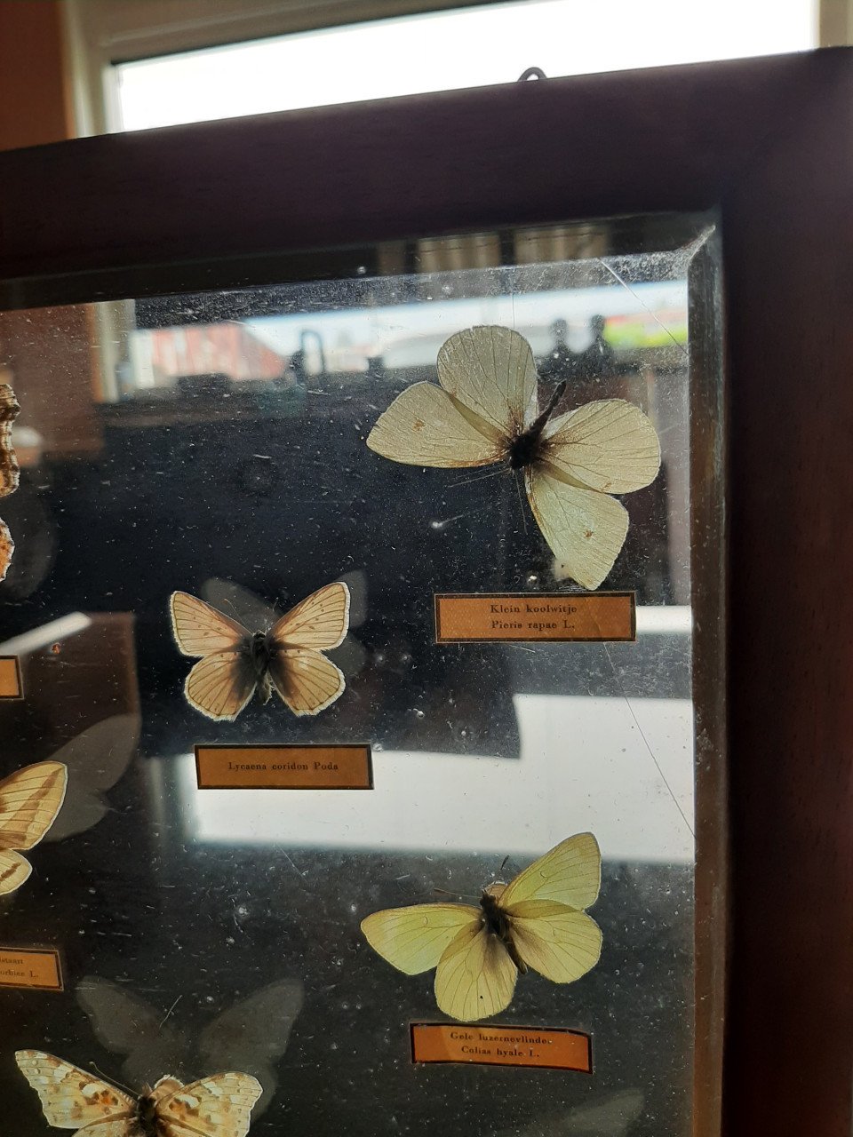 Vlindervitrine