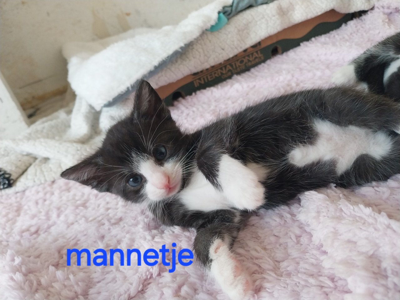 Lieve kittens te koop!