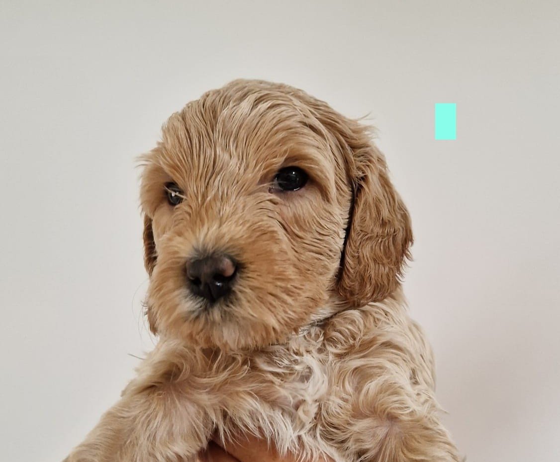 Lieve Australian Labradoodle pups zoeken hun gouden mandje!