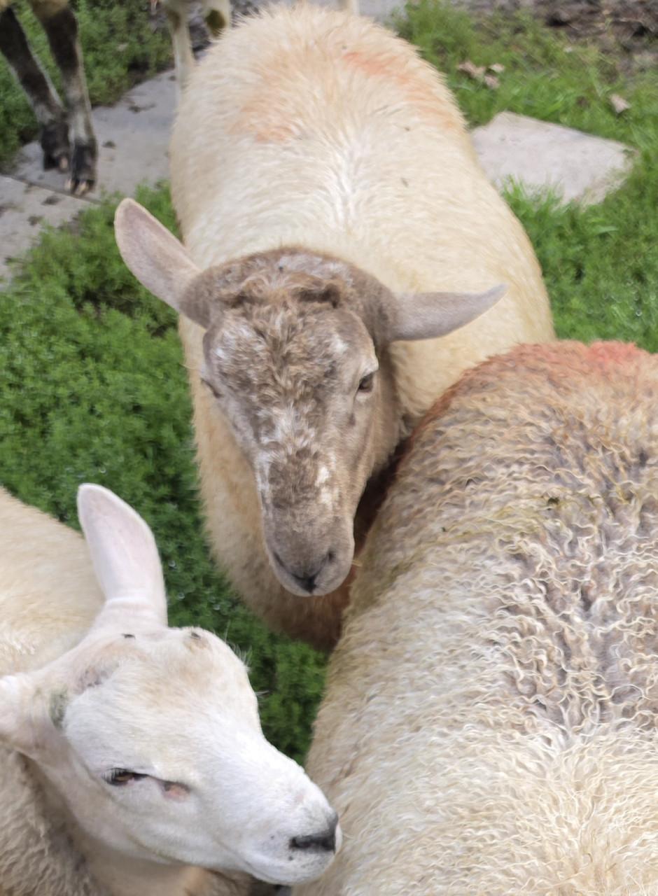 Schaap ram ooi drachtig