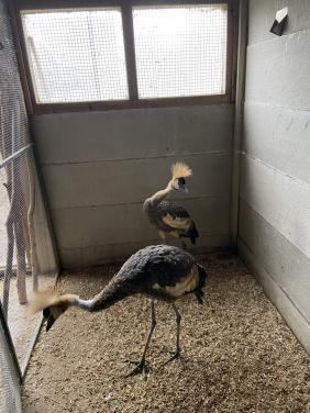 Jonge grijze kroonkraanvogels