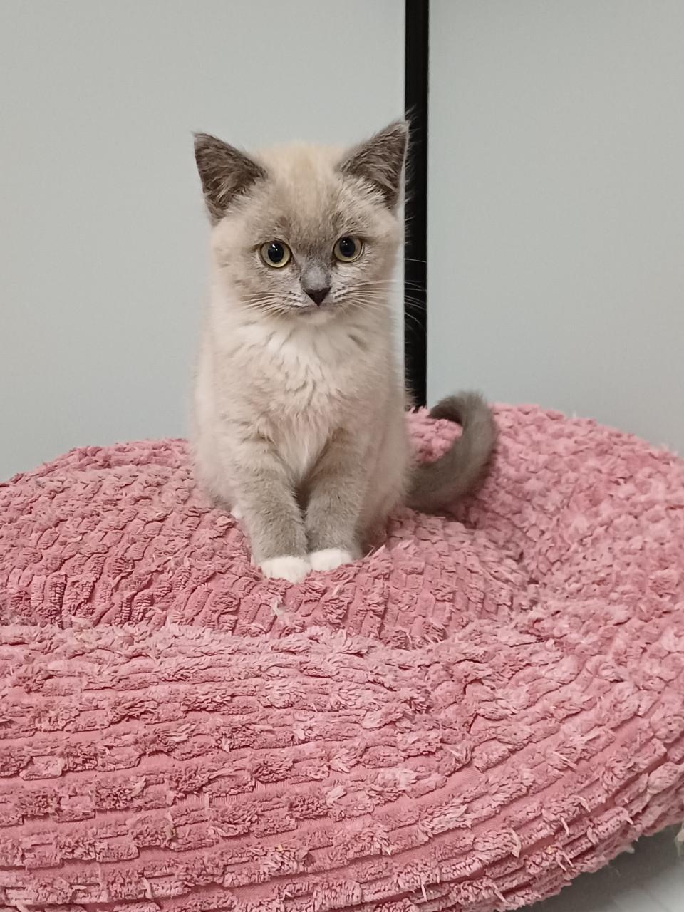 Prachtige BritskorthaarxRagdoll kittens beschikbaar