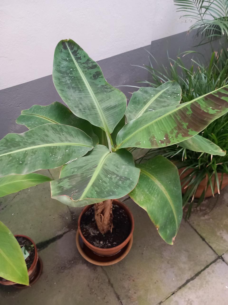 Bananenplant