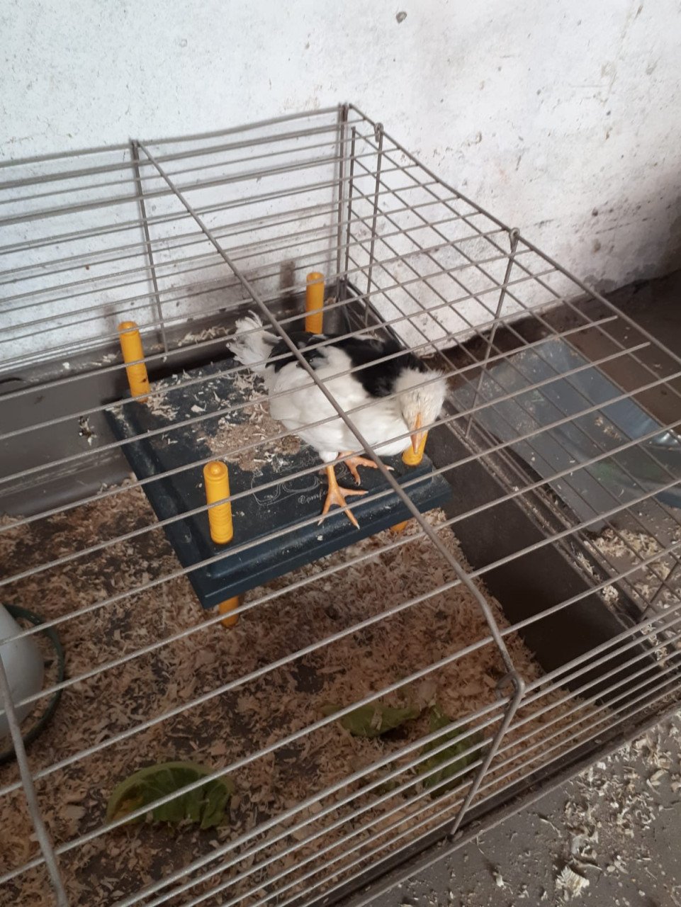 4 jonge leghorns
