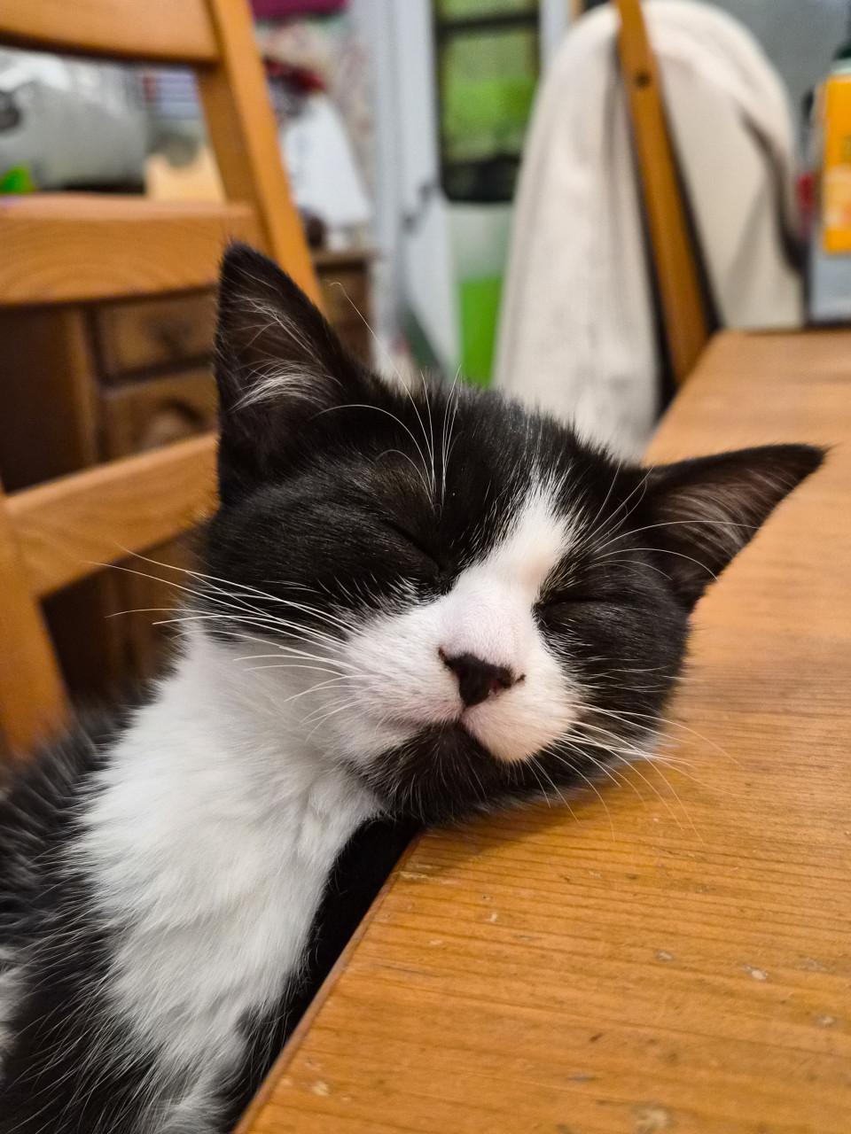 Lief poesje zoekt een nieuwe huisje