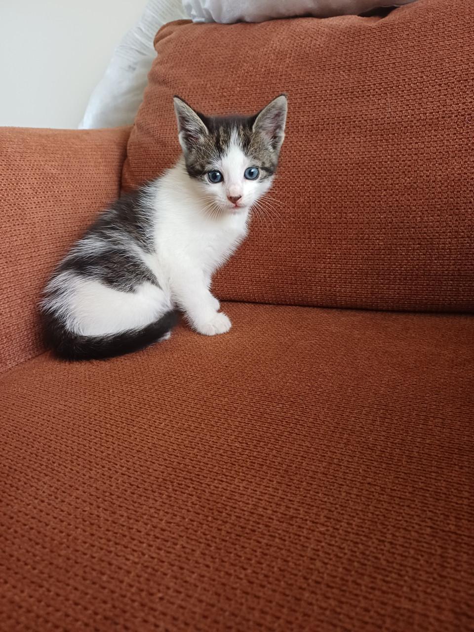Kittens