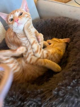Deze lieve kittens zoeken een lief baasje!