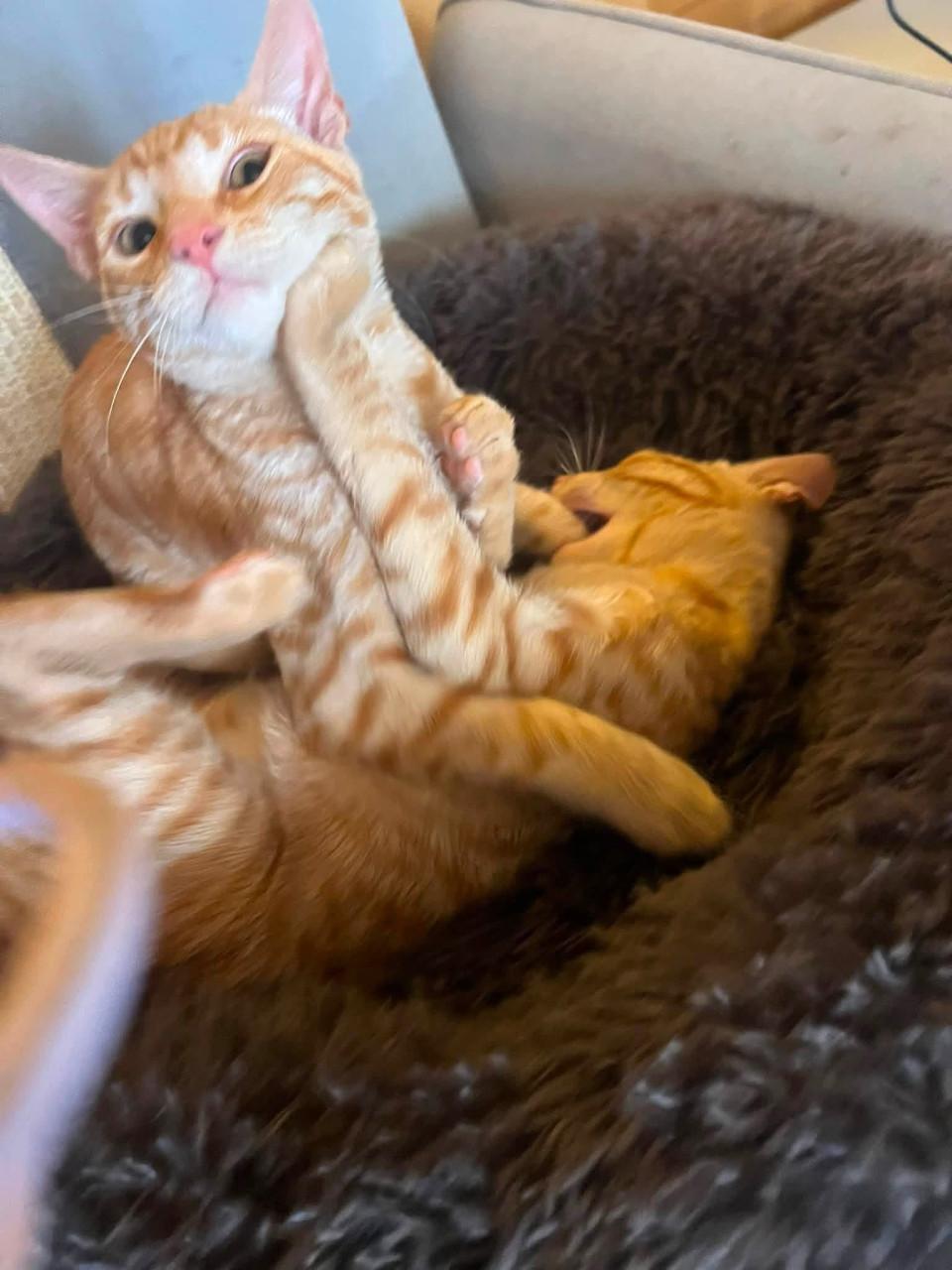 Deze lieve kittens zoeken een lief baasje!