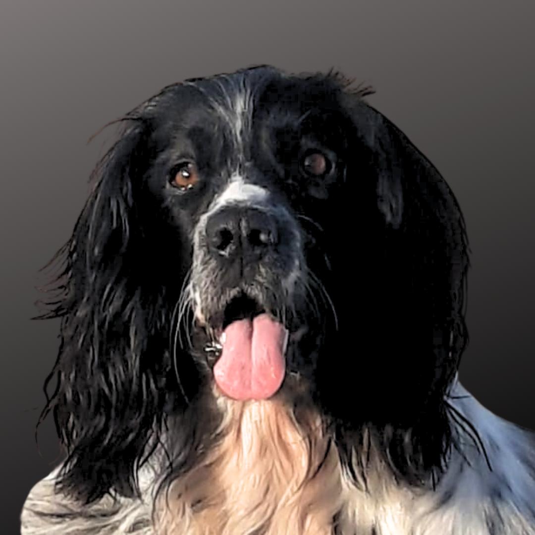 Aanbieding februari - portret van je huisdier vanaf € 50,00