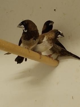 2 japanse meeuwtjes