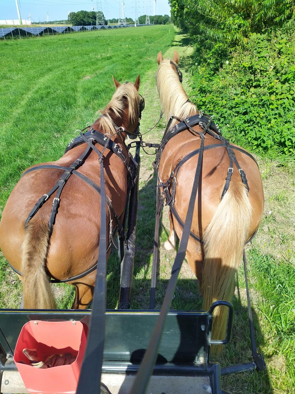 Span welsh ponys en marathon/recreatiewagen