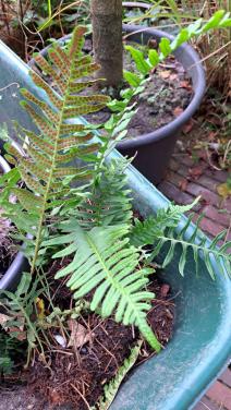 Tuinvarens   gratis afhalen