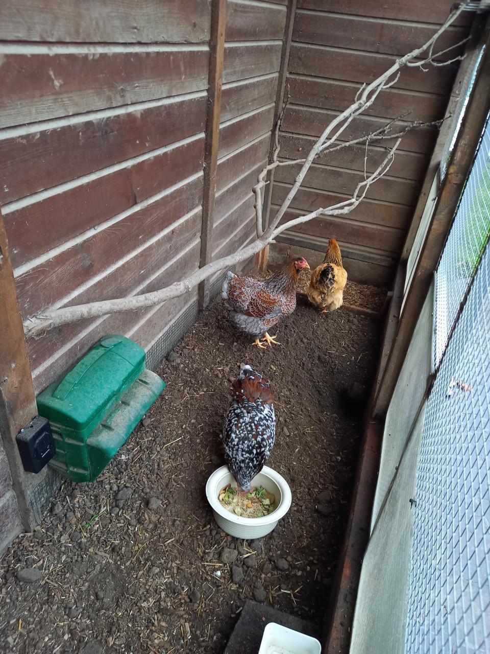 3 krielkipppen te koop