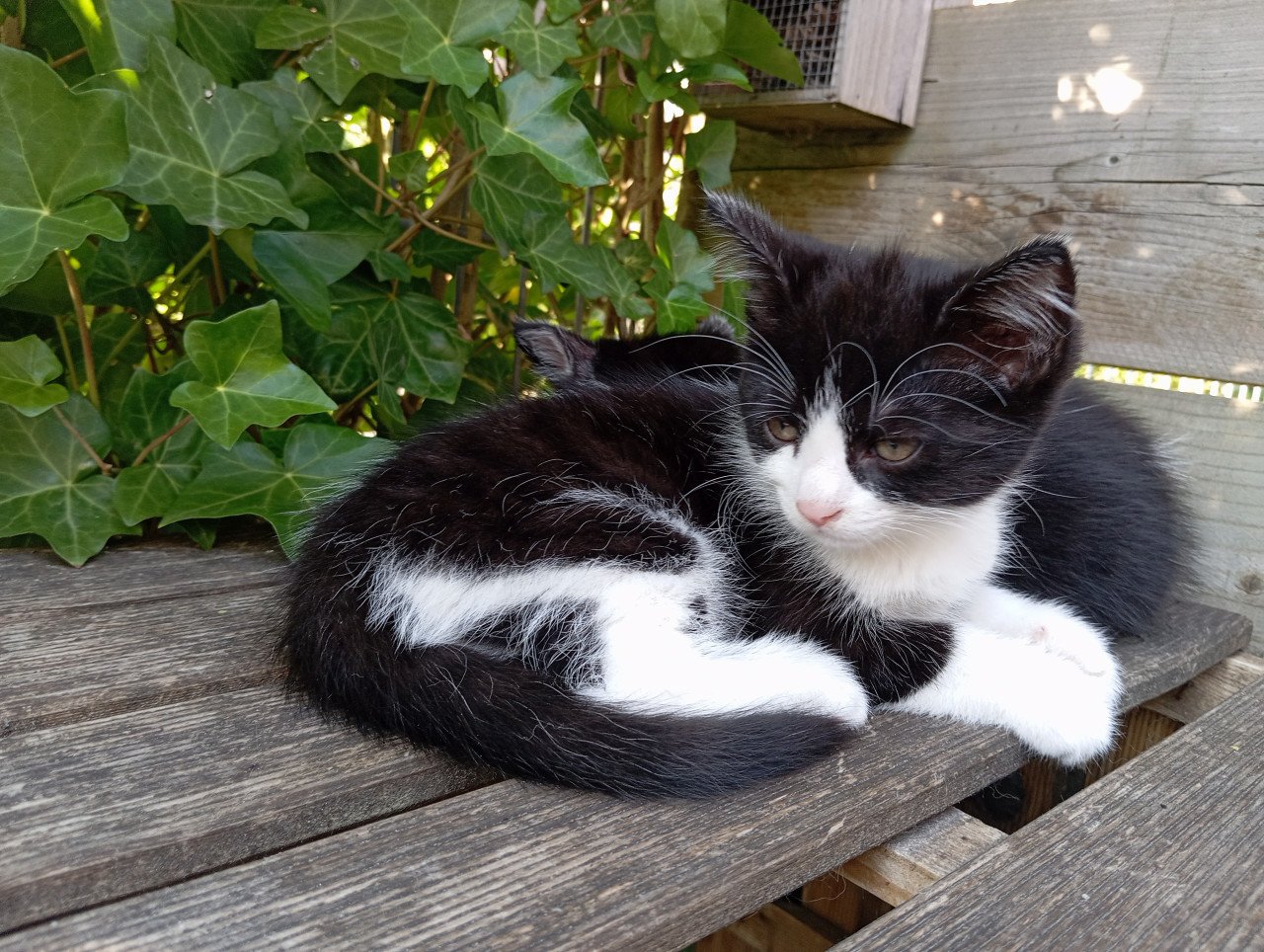 Kitten vrouwtje