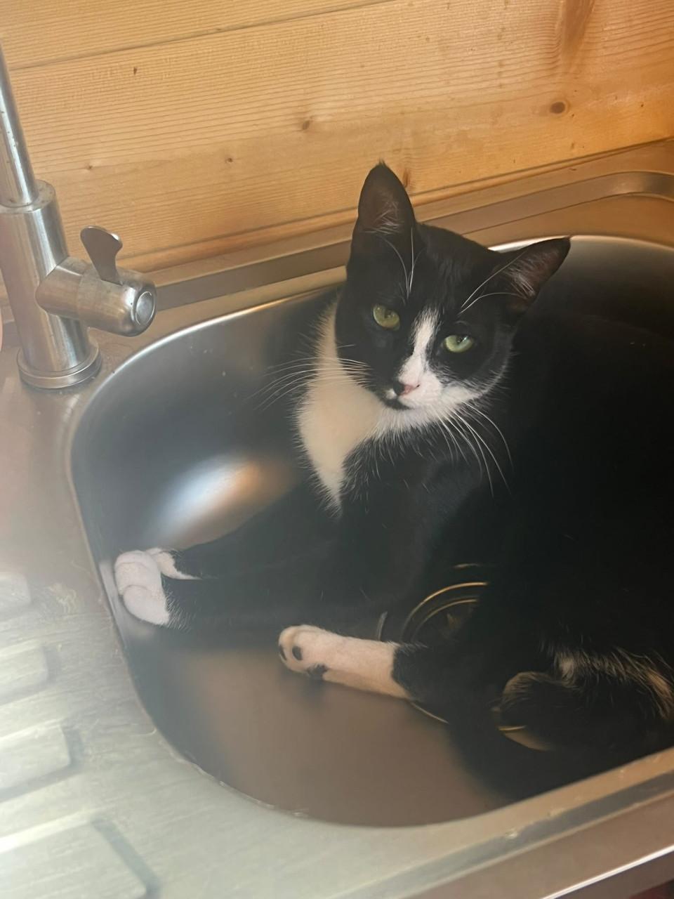 Deze 3 katten zoeken hun forever home!