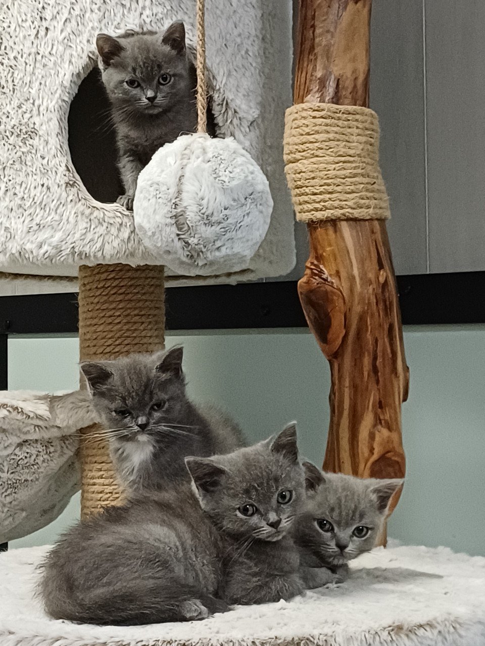 Leuke Brits Korthaar x Ragdoll kittens beschikbaar
