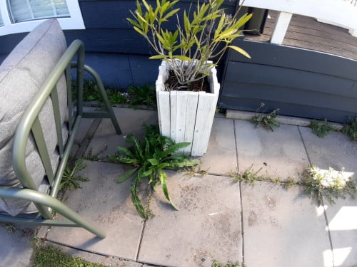Onkruid verwijderen uit uw tuin.