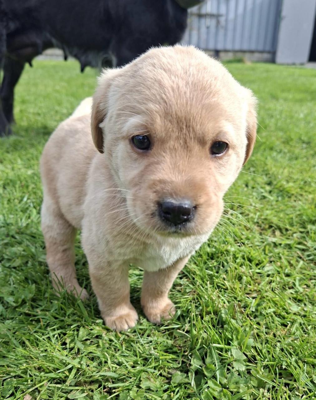 Puppy’s te koop - gekruising Labrador