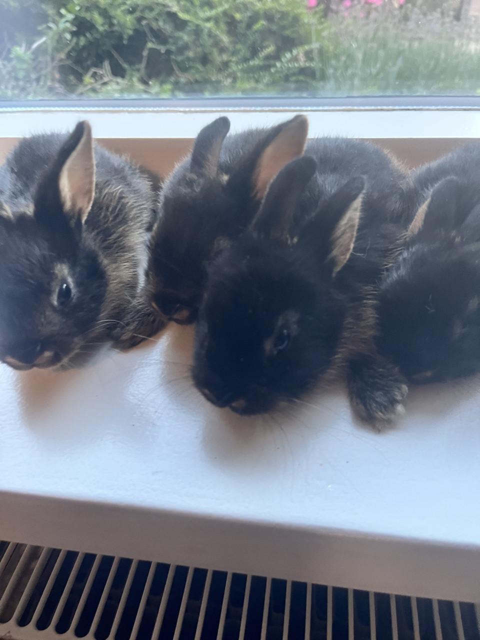 Baby konijnen te koop