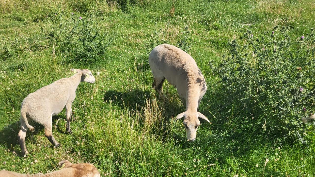 Maasduinenschapen