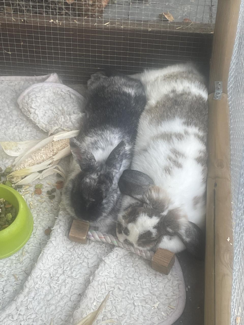 Twee lieve dames konijntjes