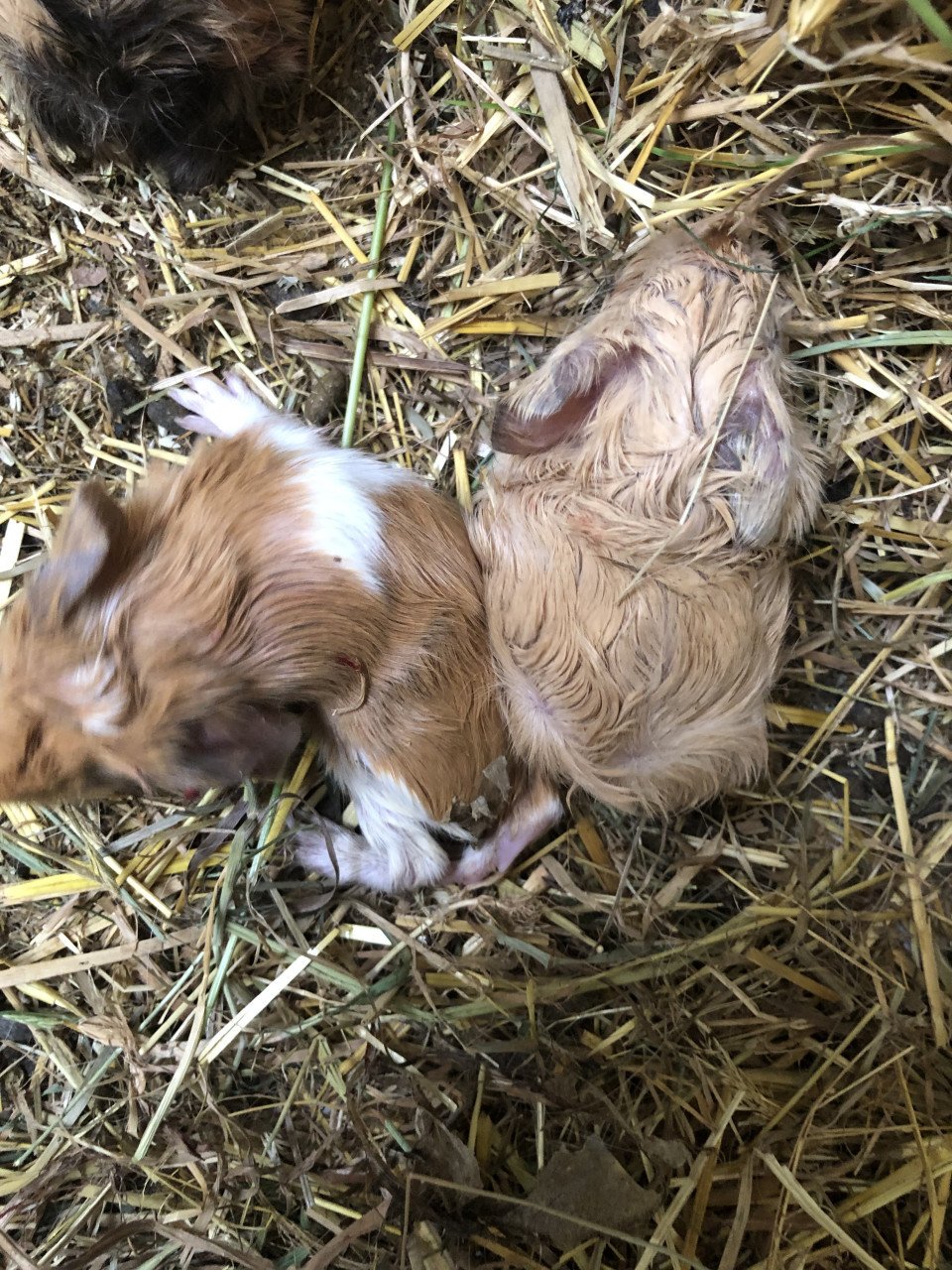 Knappe baby cavia’s!!