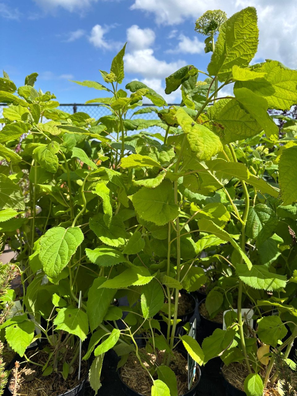 HEMELVAARTSDAG OPEN - PLANTEN EN MEER
