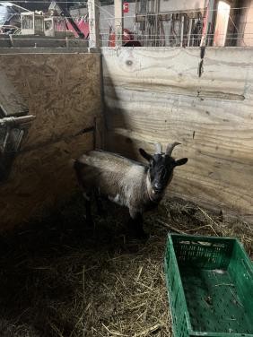 Dwerggeit moet zsm weg ivm geen maatje