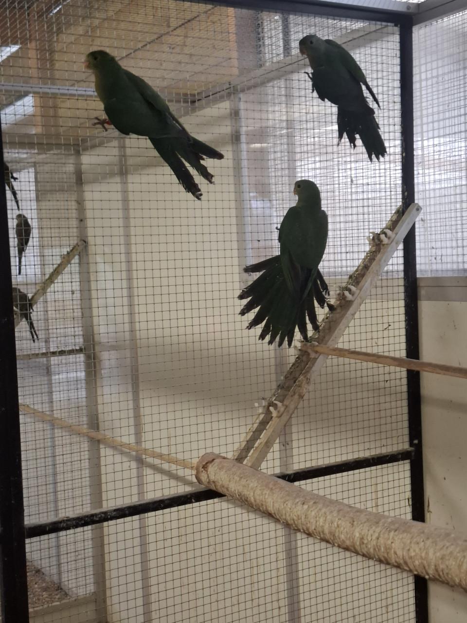 3 koningsparkieten 2025