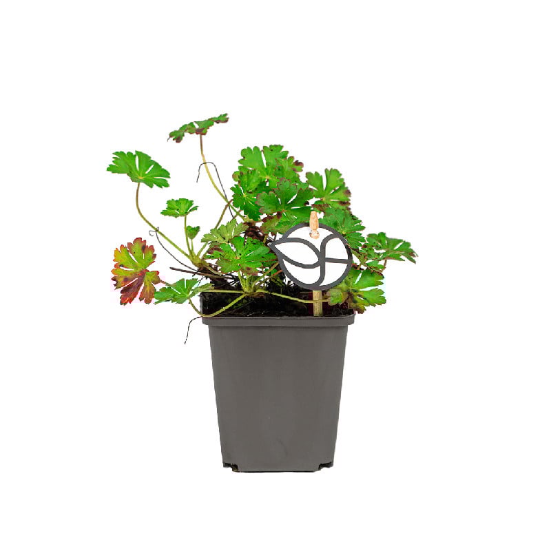 VASTE PLANTEN