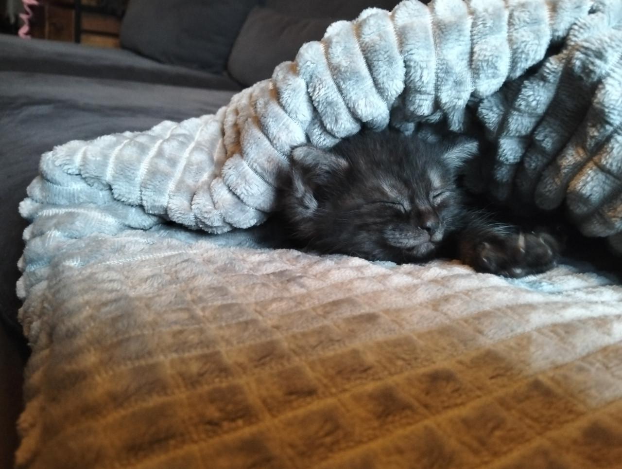 Kitten