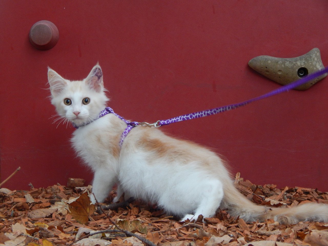 4 maine coon katertjes met stamboom