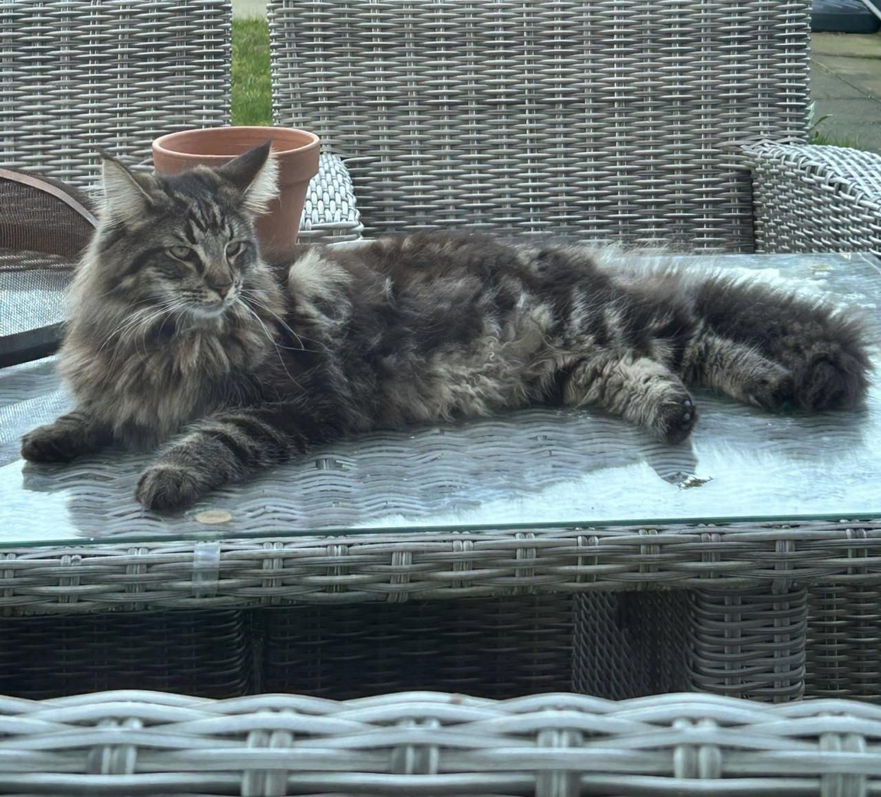 Noorse boskat met stamboom (10 mnd) + boerderijkat