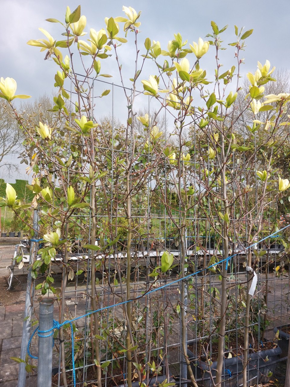 Magnolia scherm