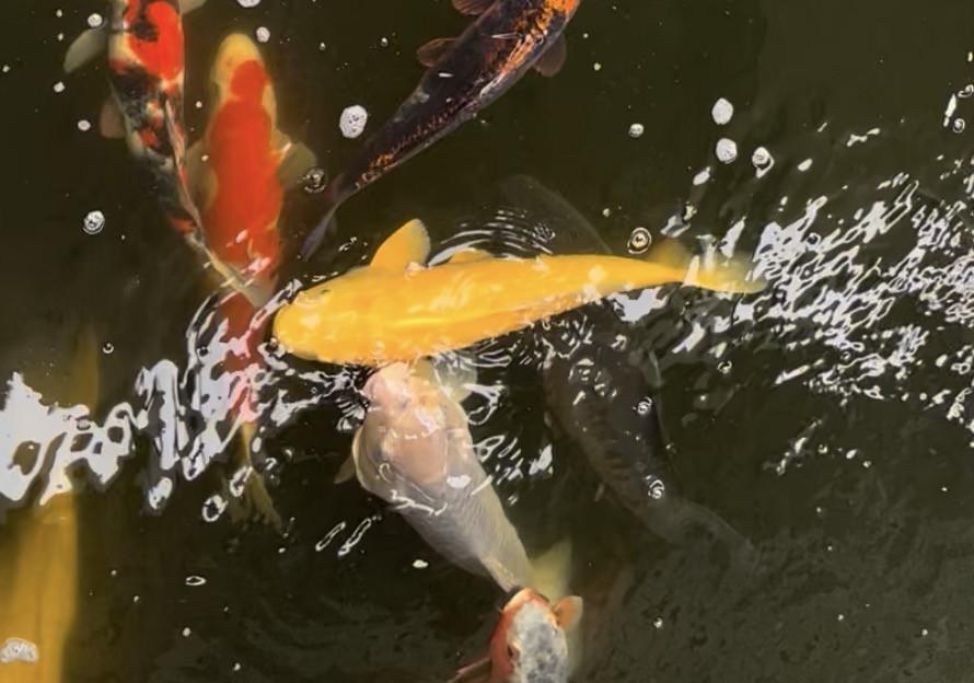 Koi`s voor een kleine prijs