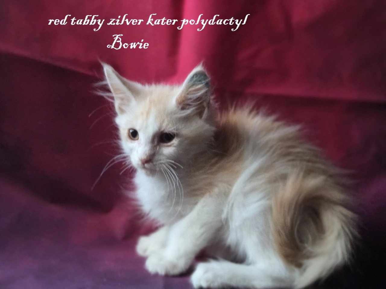 7  prachtige maine coon kittens met stamboom