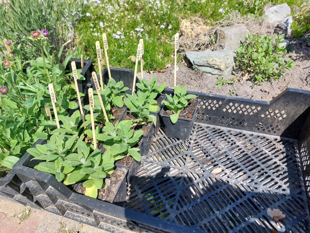 SIERTUIN EN MOESTUIN PLANTEN + BOMEN bij DE VOORDEUR