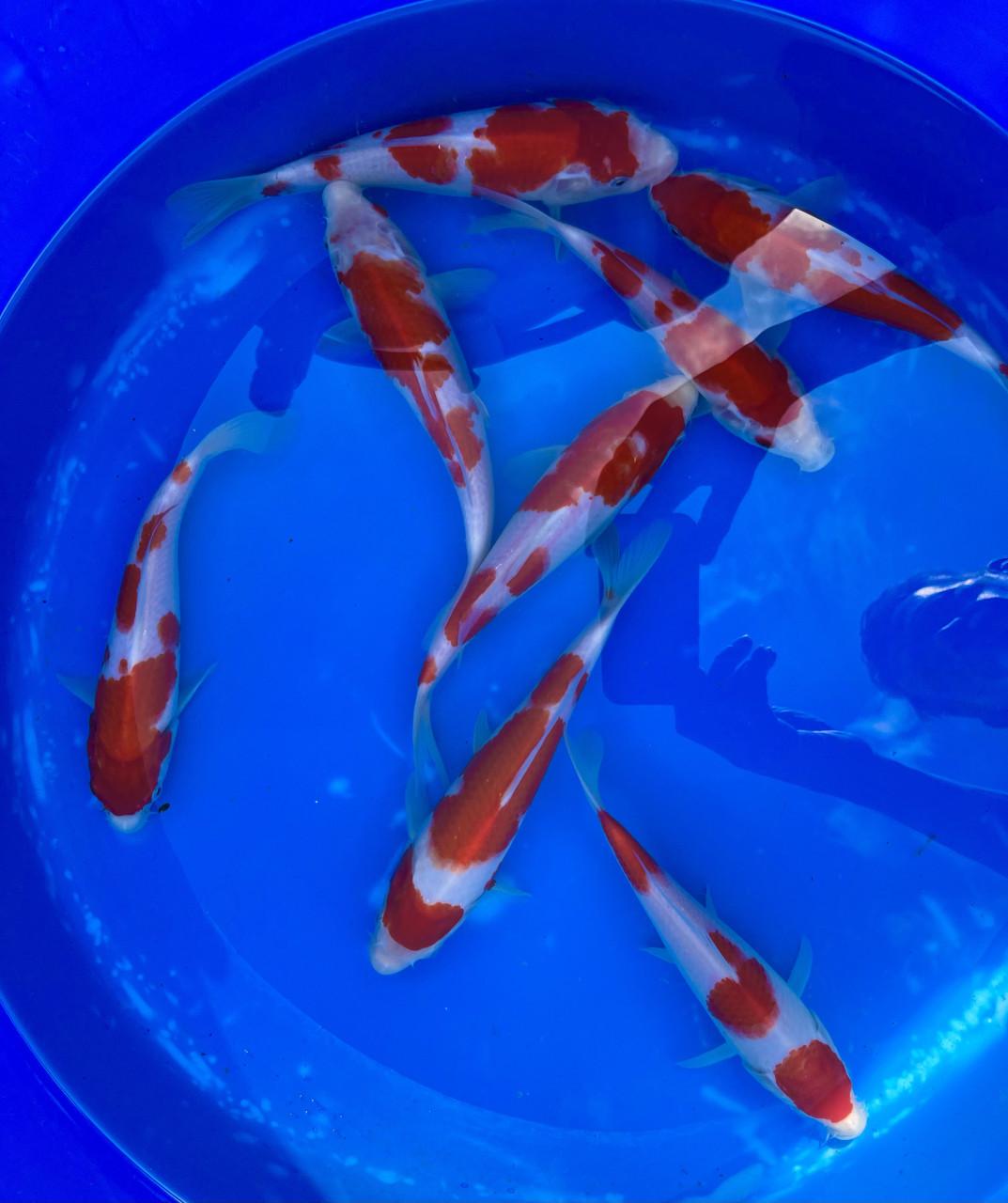 HQ Japanse Tosai 16-20cm en meer diverse koi!