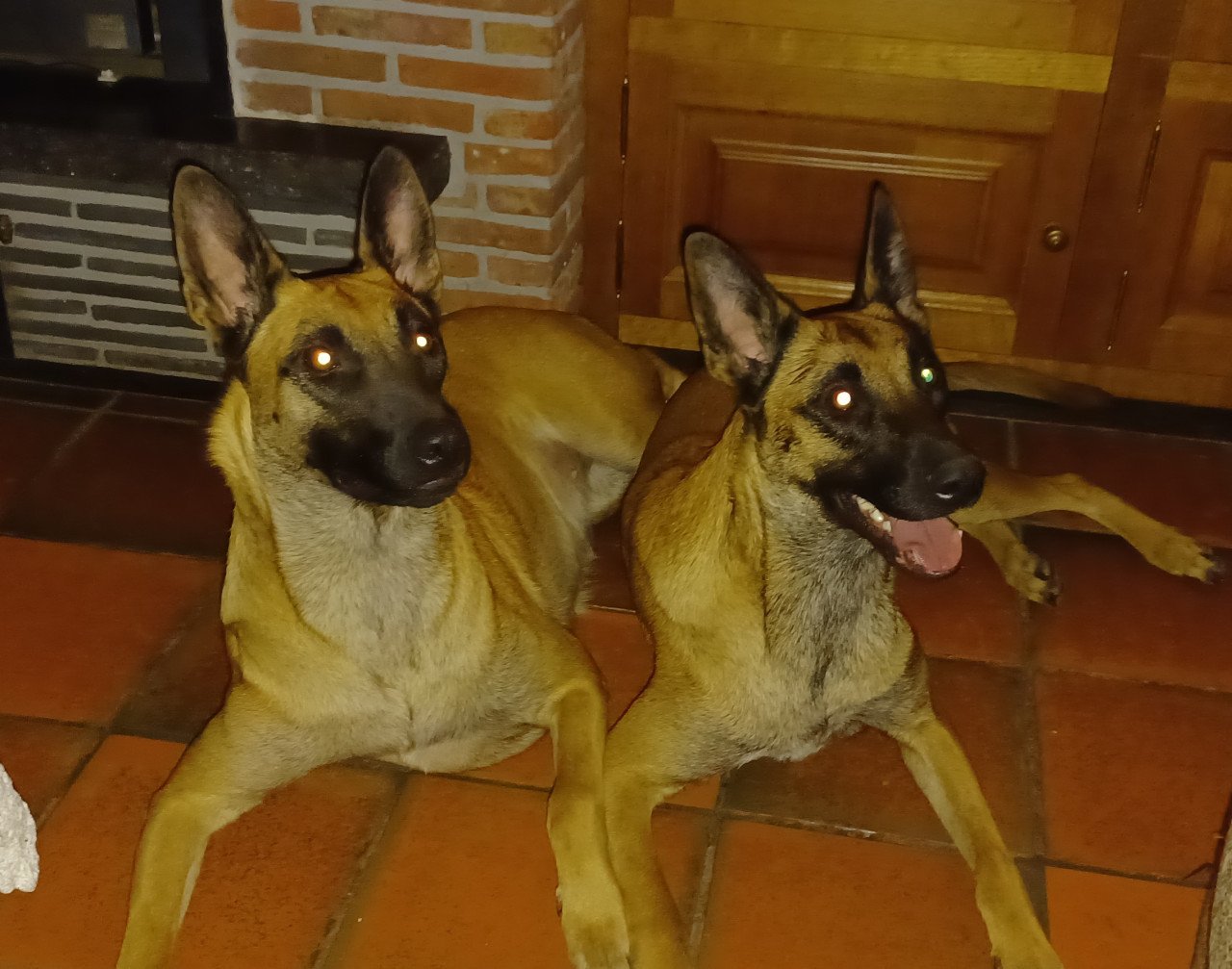 Mechelse herders