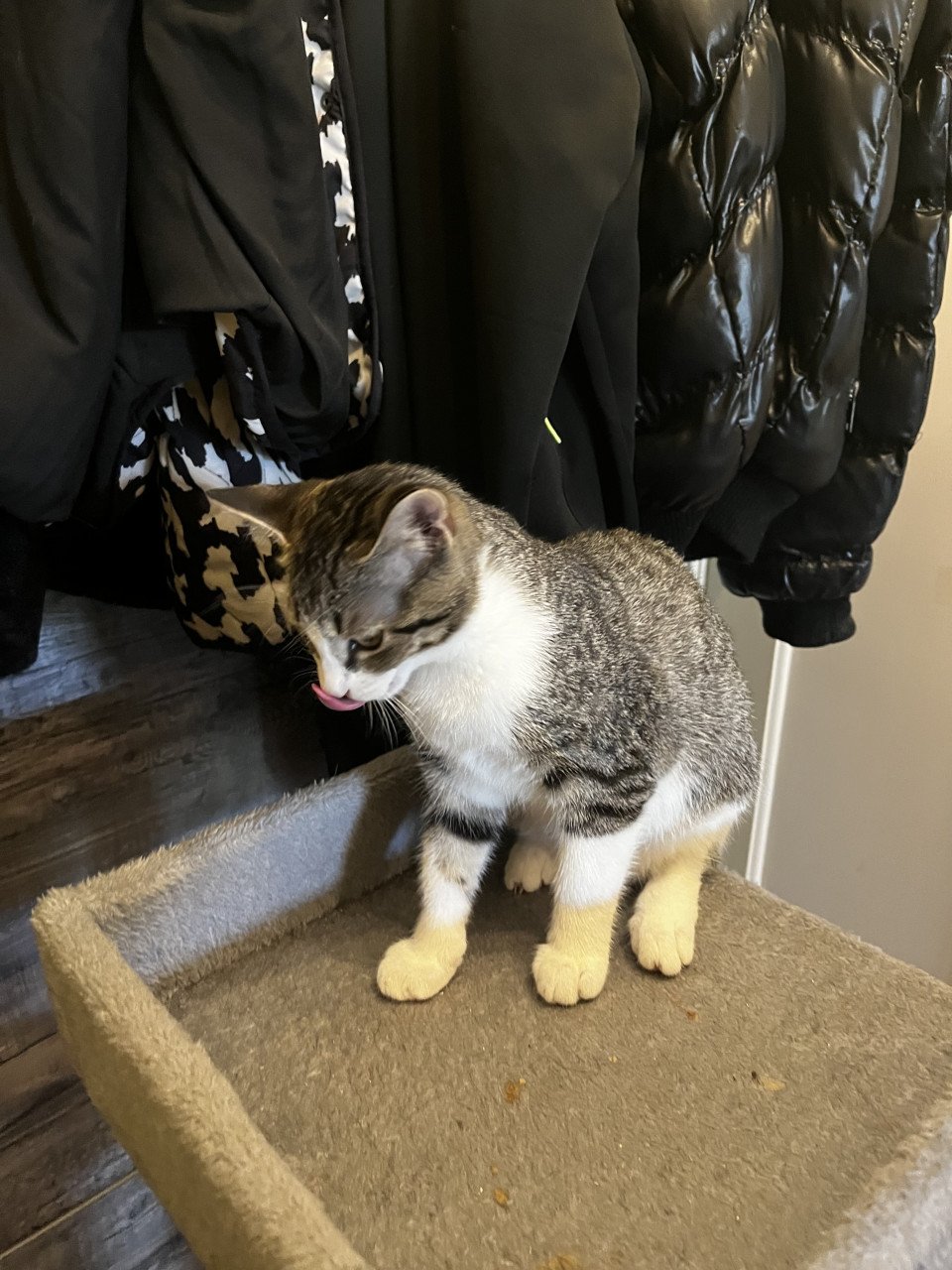 Kitten te koop
