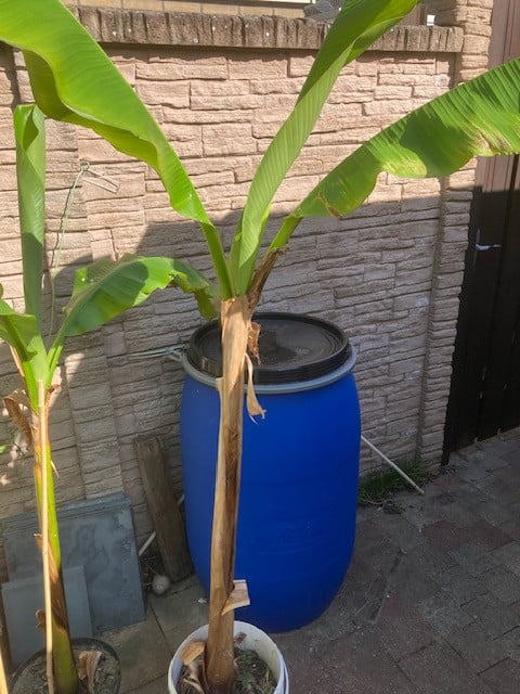 Bananenplant