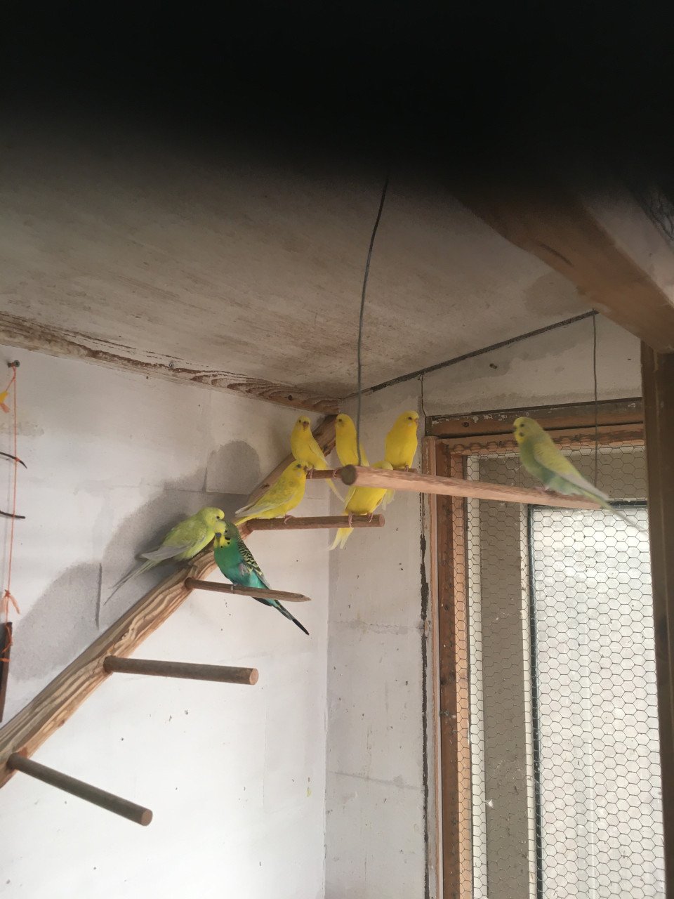 Grasparkiet, poppen forse vogels .