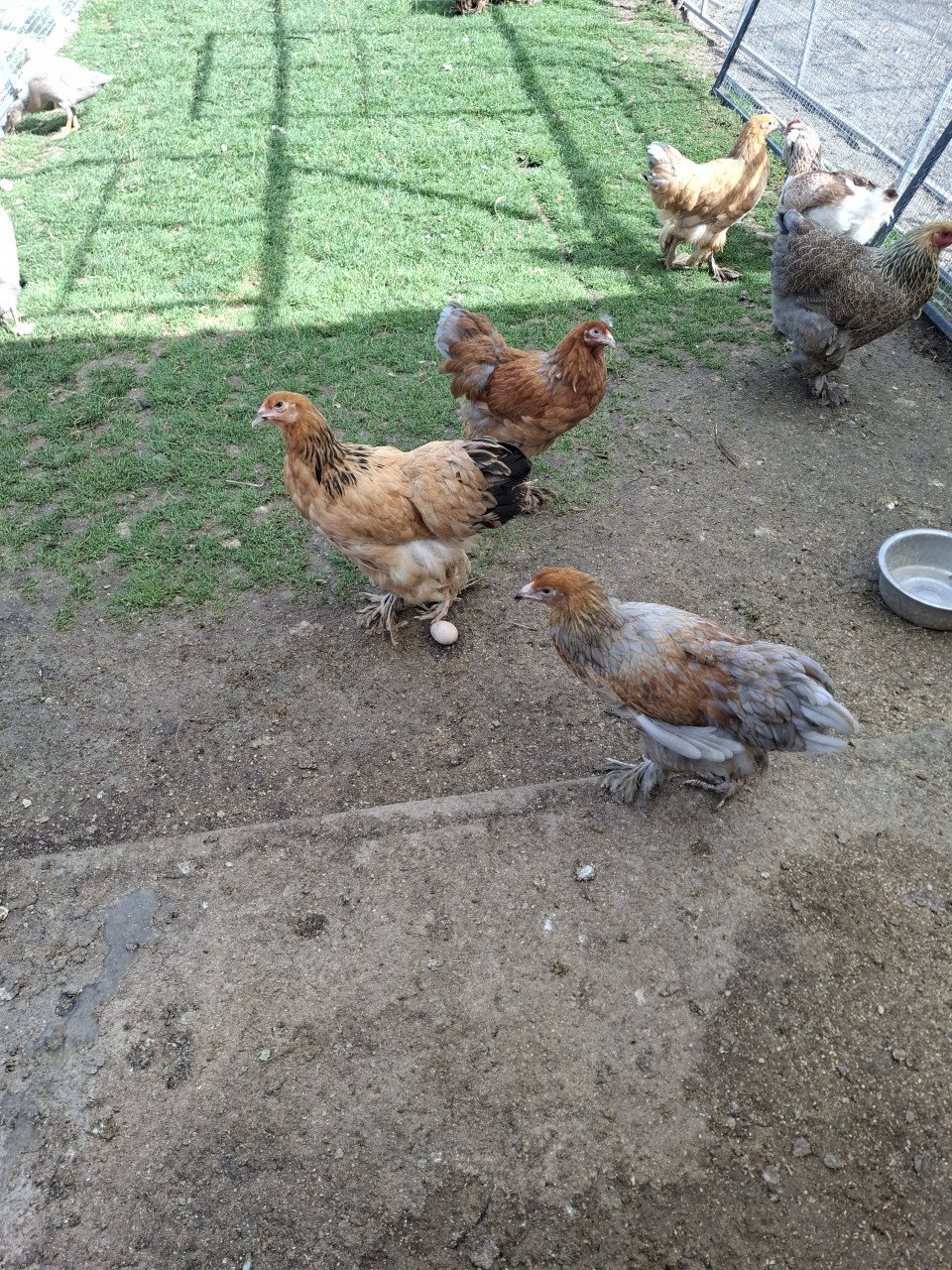 Brahma hennen, diverse kleurslagen