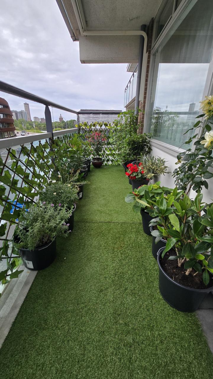 18 prachtige balkon- en tuinplanten