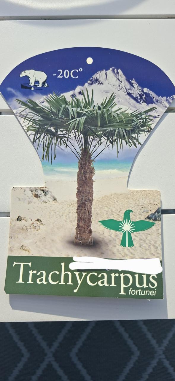 Palmboom zaad Fortuneipalm grote tros €10