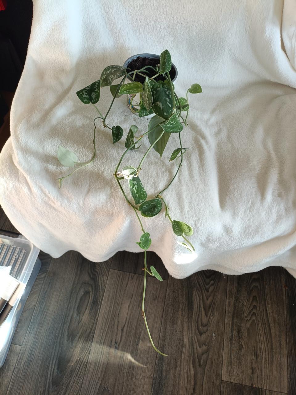 Jinge hangplant